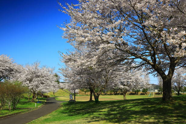 istock Blue sky and cherry blossoms in full bloom 1397346382