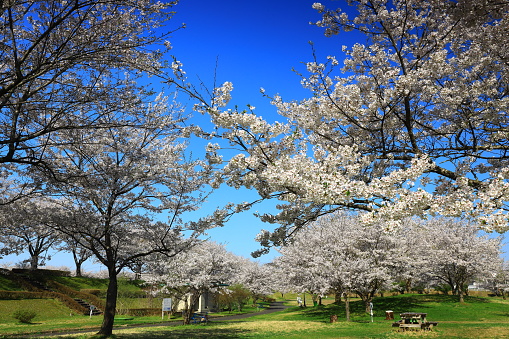 Blue sky and cherry blossoms in full bloom