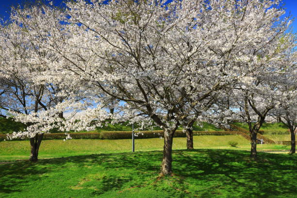 istock Blue sky and cherry blossoms in full bloom 1397346540
