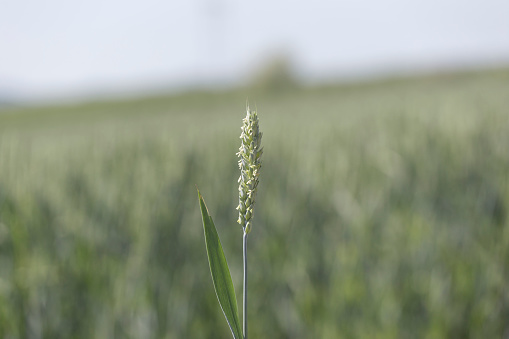 Close up photo of growing wheat ear in springtime