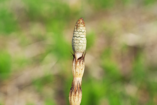 Equisetum arvense
Horsetail, Tsukushi