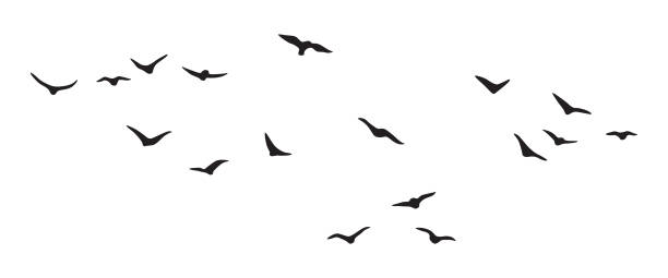 illustrazioni stock, clip art, cartoni animati e icone di tendenza di flying birds group vector silhouette - bird