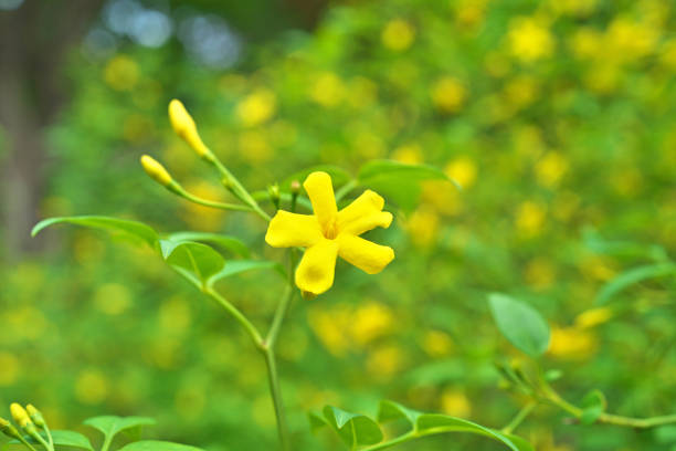 istock Jasminum humile var. revolutum 1397347978