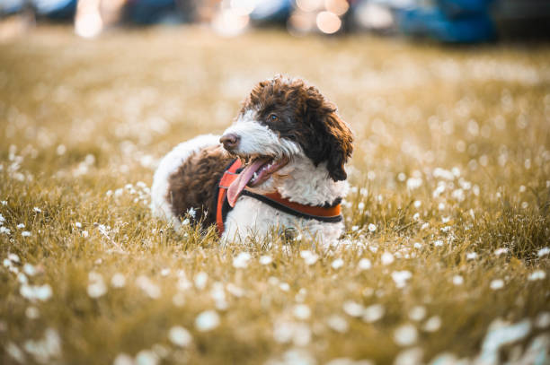 A cute puppy lagoto romanjol on a grassy field The sweet puppy lagoto romanjolo lies in the grass on a sunny spring day. lagotto romagnolo stock pictures, royalty-free photos & images