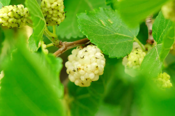 Ripe mulberry close up macro on morus tree branch, close up with selective focus