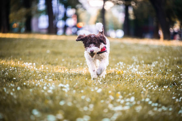A cute puppy lagoto romanjolo is playing in the park, and carrying a tennis ball in his mouth.