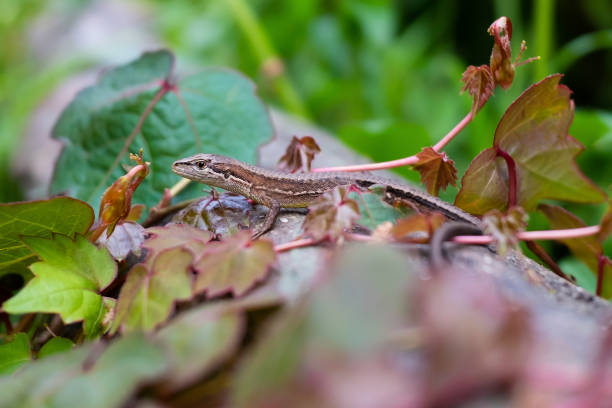 istock Close up of Japanese grass lizard. 1397351038