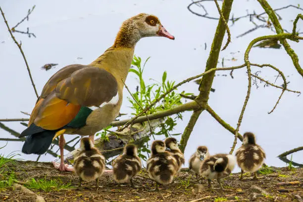Waterbird family, egyptian goose with small cute nestlings at lake