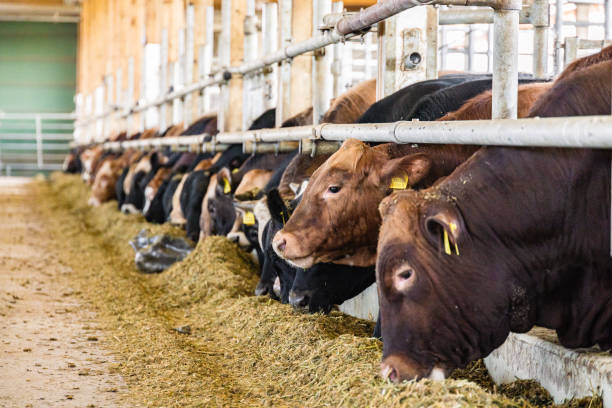 Beef cows feeding in a free livestock stall in a modern barn - creative stock image Beef meat cows feeding in a free livestock stall in a modern barn. Selective focus and perspective techniques used.High resolution image with plenty of copy space. hoofed mammal stock pictures, royalty-free photos & images