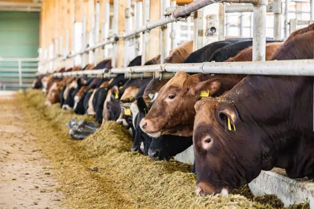 Beef meat cows feeding in a free livestock stall in a modern barn. Selective focus and perspective techniques used.High resolution image with plenty of copy space.