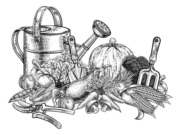 Vegetables and fruit produce with gardening garden tools. Illustration in a vintage retro woodcut etching style.