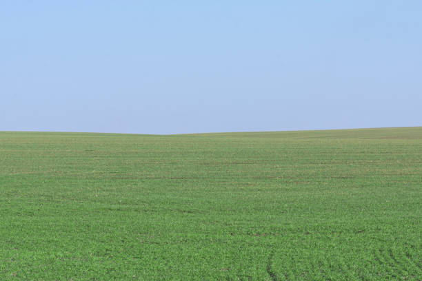 istock Green field with blue sky as background. 1397353409