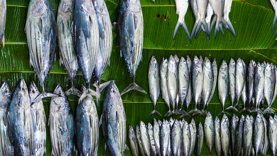 Bunch of freshly caught tuna fishes on fish market at the Lampulo, Banda Aceh