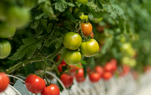 Organic tomatoes growing in a greenhouse