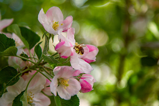 Bee on apple blossom.