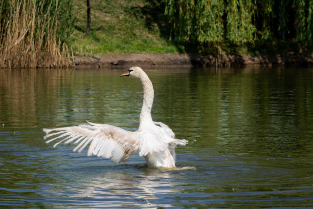 istock Mute swan (Cygnus olor) flaps its wings on the lake. 1397355755