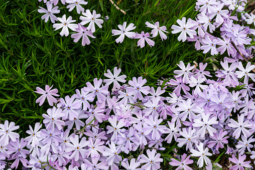 Photograph of creeping phlox, Phlox subulata, depicting the needle-shaped leaves and producing a carpet of flowers in springtime