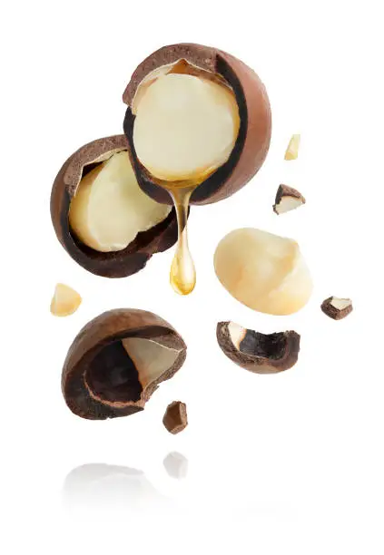 Flying composition of macadamia nut with oil drop. Design element for package. High quality photo