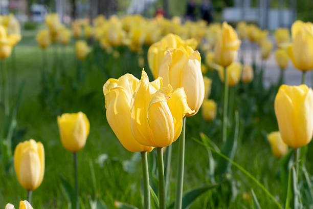 istock Nature. Glade with yellow beautiful spring bright tulips. Soft focus. Background, postcard. 1397357402