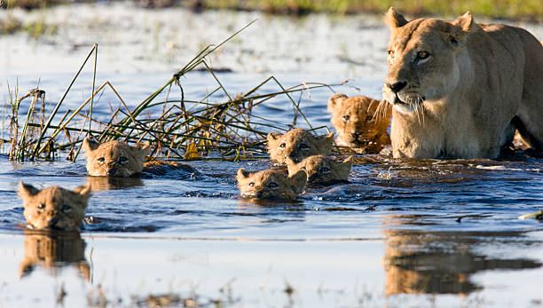 Litter of lion cubs swimming with their mother stock photo