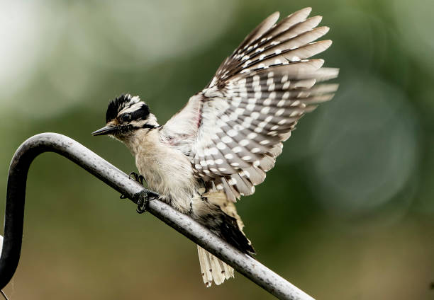 A Woodpecker stretches its wings