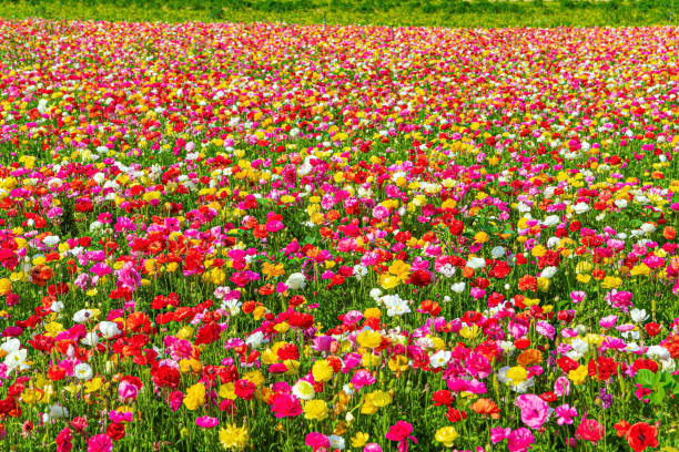 istock Large garden buttercups 1397359352