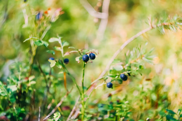 Blueberries growing in a summer forest.