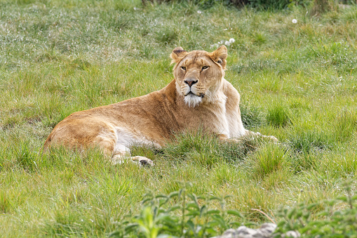 Close-up early morning image of young African lions (Panthera leo) watching the adults scout out the tall grasses near a watering hole, for any wildlife to kill.\n\nTaken on the Masai Mara, Kenya, Africa