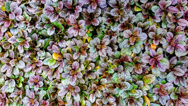 Ajuga reptans plants that thrive in tropical climates