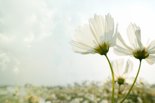 White cosmos flowers in the cosmos field.
Daytime. Background image
