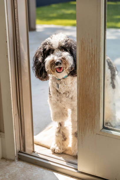 istock Old English Sheepdog at open door 1397362085