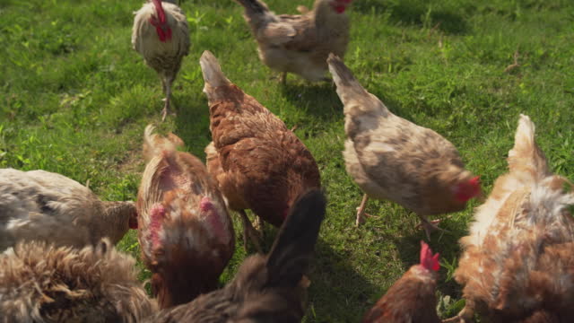 Chicken eating on a free range. Organic chicken farm. (4K)