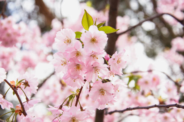istock Beautiful blooming pink Sakura cherry in a large garden 1397362358