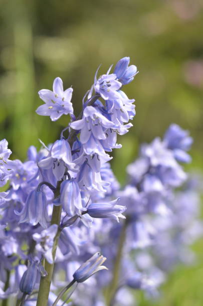 istock Bluebell flowers blooming in a sunny bright day 1397362552