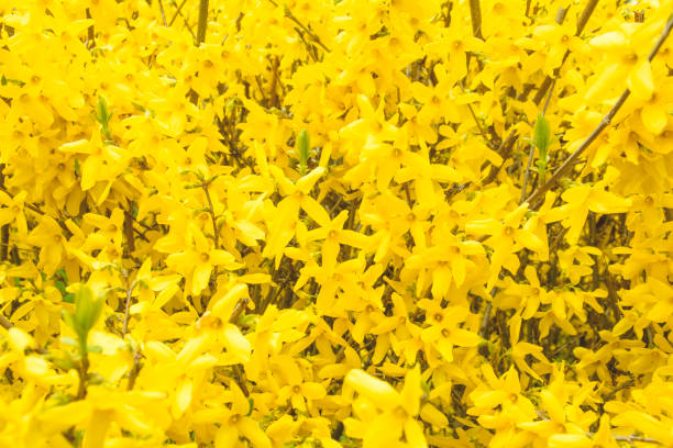 istock Beautiful tree in yellow flowers in the park 1397362589