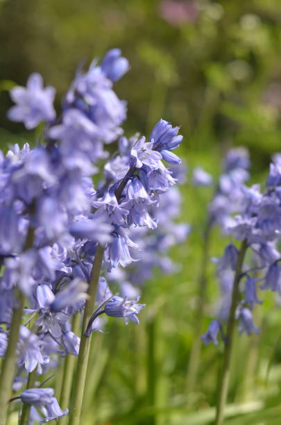 istock Bluebell flowers blooming in a sunny bright day 1397362625