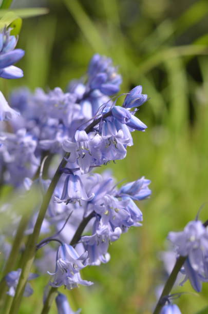 istock Bluebell flowers blooming in a sunny bright day 1397362626