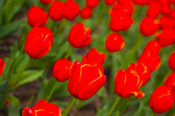 istock colorful tulips field 1397362642