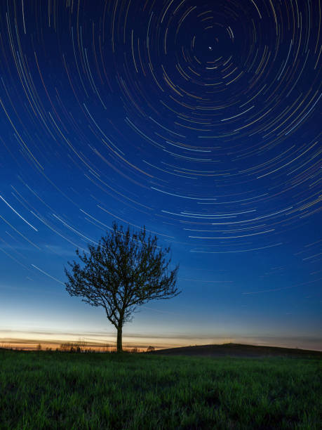 istock Lonely tree under stars emerging from the twilight glare, startrail night vertical landscape 1397363290
