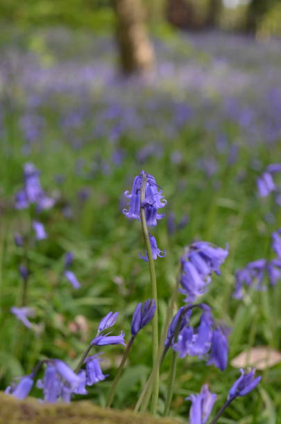 istock Bluebell flowers blooming in a sunny bright day 1397363533