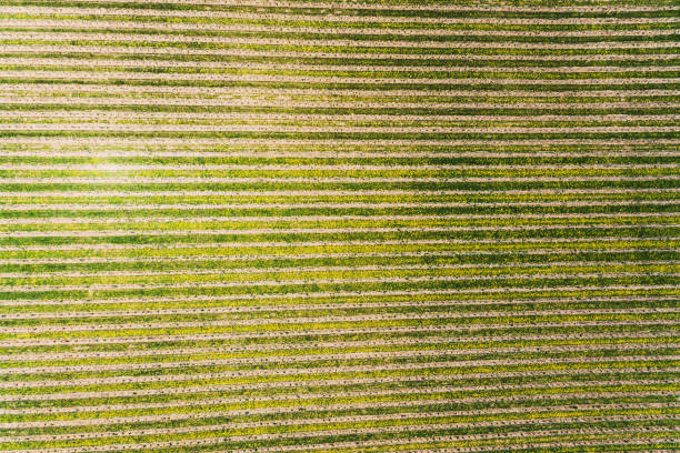 istock Aerial View of Vineyard 1397363594
