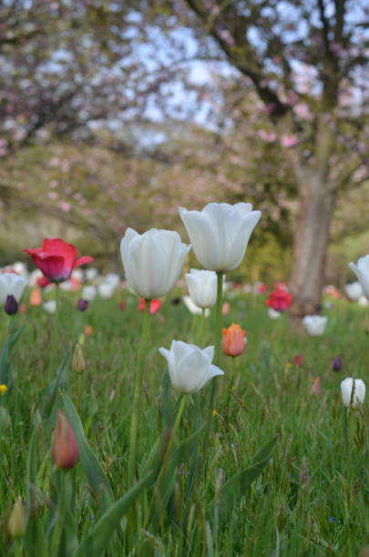 istock Close-up of three white tulip 1397363805