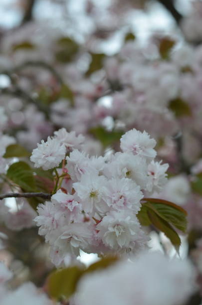istock Close-up of tender cherry blossom 1397363847