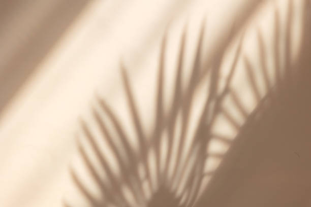 palmblätter schatten auf pastellbeige wandhintergrund. sommer tropischer strand hintergrund. draufsicht, flache verlegung, kopierraum, hintergrundbild - beige stock-fotos und bilder