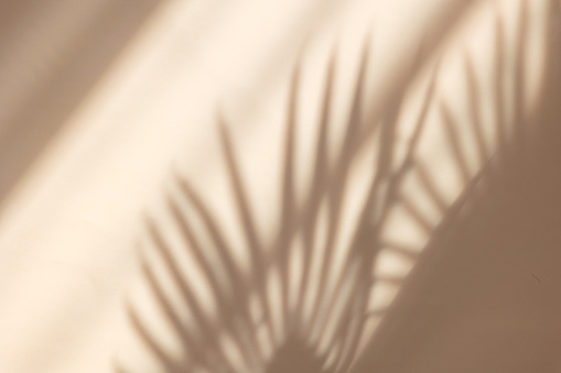Sombra de hojas de palma sobre fondo de pared beige pastel. Fondo de playa tropical de verano. Vista superior, colocación plana, espacio de copia, papel tapiz photo