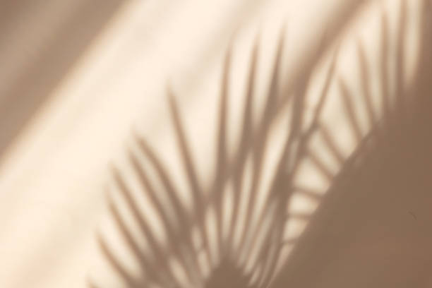 palm leaves shadow on pastel beige wall background . summer tropical beach background. top view, flat lay, copy space, wallpaper - tan stockfoto's en -beelden