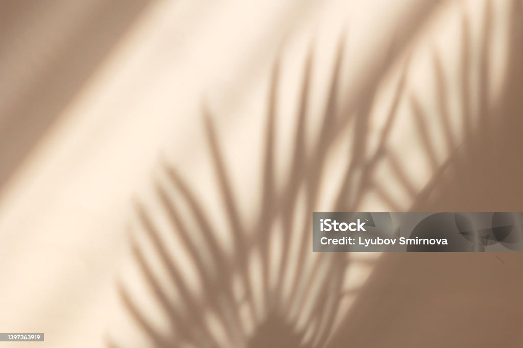 Palm leaves shadow on pastel beige wall background . Summer tropical beach background. Top view, flat lay, copy space, wallpaper Shadow Stock Photo