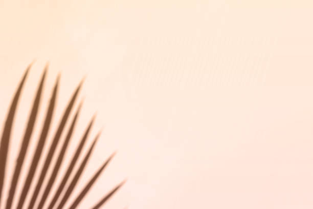istock Palm leaves shadow on pastel beige wall background . Summer tropical beach background. Top view, flat lay, copy space, wallpaper 1397363970