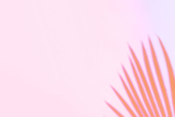 istock Palm leaves shadow on pastel pink wall background . Summer tropical beach background. Top view, flat lay, copy space, wallpaper 1397363978