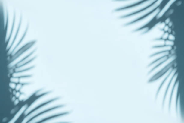 istock Palm leaves shadow on pastel blue wall background . Summer tropical beach background. Top view, flat lay, copy space, wallpaper. Banner 1397363997